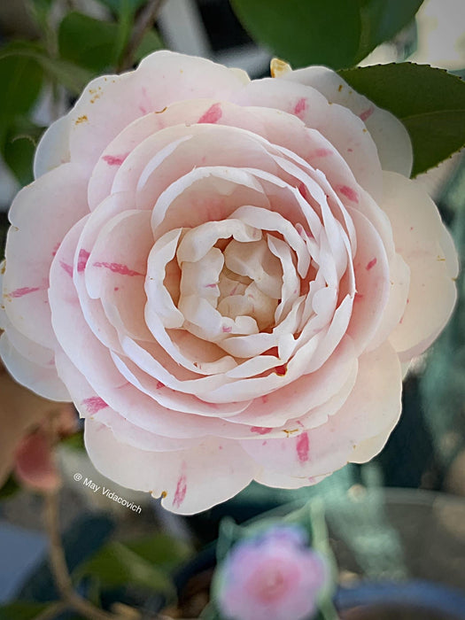 Camellia japonica 'April Dawn' Pink Flowering Camellia