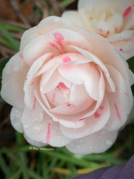 Camellia japonica 'April Dawn' Pink Flowering Camellia