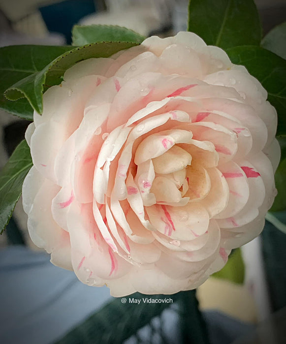 Camellia japonica 'April Dawn' Pink Flowering Camellia