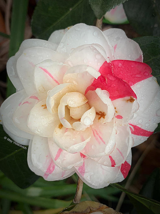 Camellia japonica 'April Dawn' Pink Flowering Camellia