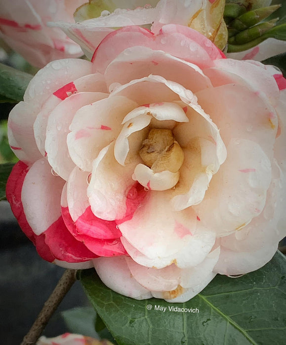 Camellia japonica 'April Dawn' Pink Flowering Camellia