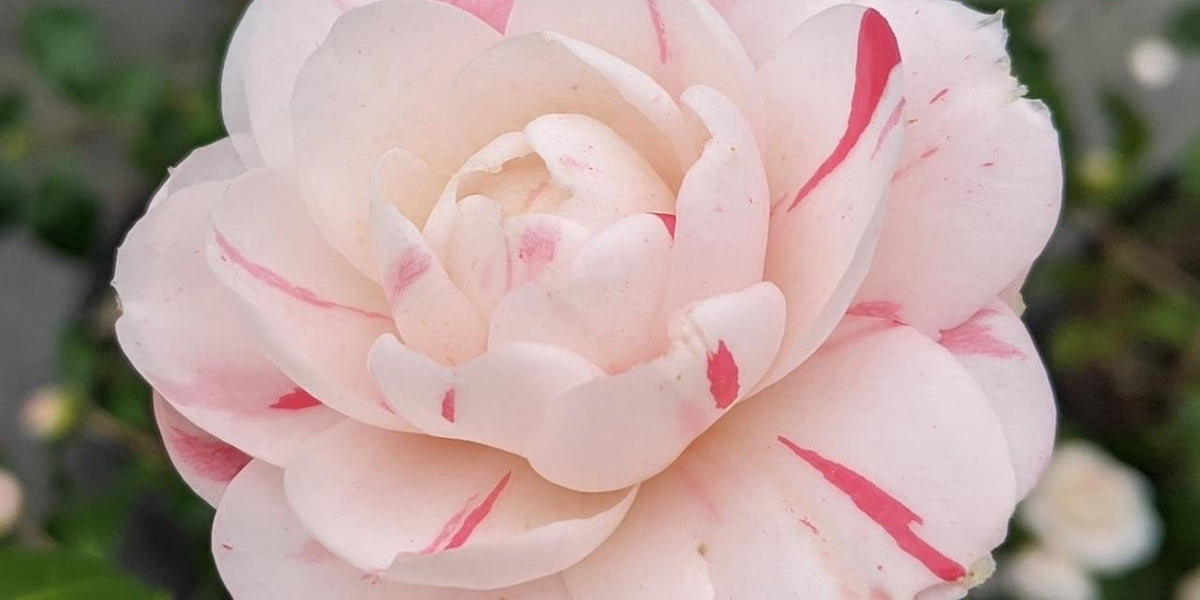 pois ポワ　メローキャミ　ピンク　mellow cami pois ポワ メローキャミ ピンク mellow cami Pois ポワ mellow