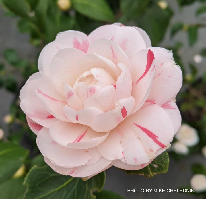 Camellia japonica 'April Dawn' Pink Flowering Camellia