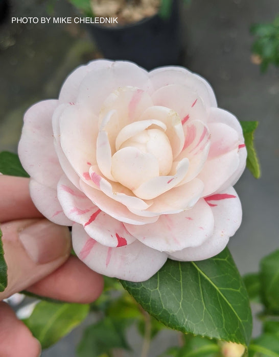 Camellia japonica 'April Dawn' Pink Flowering Camellia