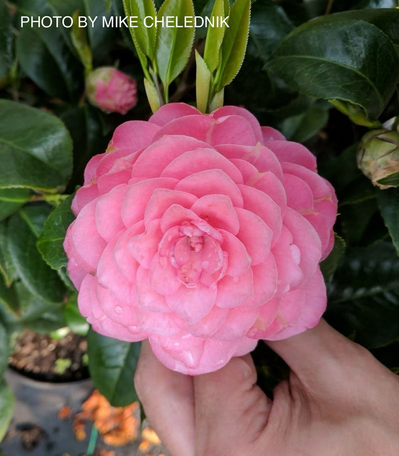 Camellia japonica 'April Kiss' Pink Flowering Camellia