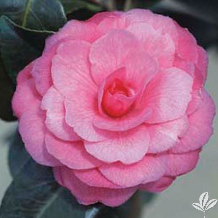 Camellia japonica 'April Kiss' Pink Flowering Camellia