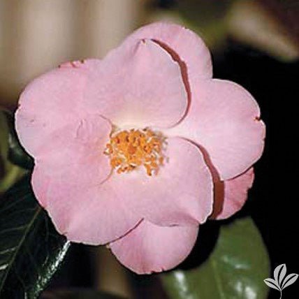 Camellia japonica 'Berenice Boddy' Pink Flowering Camellia