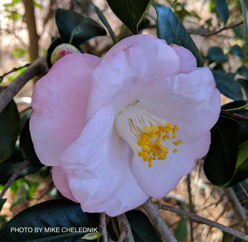 Camellia japonica 'Berenice Boddy' Pink Flowering Camellia