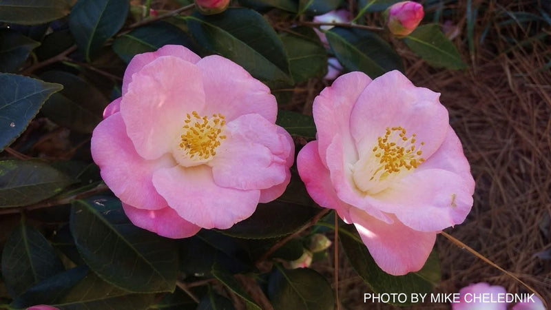 Camellia japonica 'Berenice Boddy' Pink Flowering Camellia