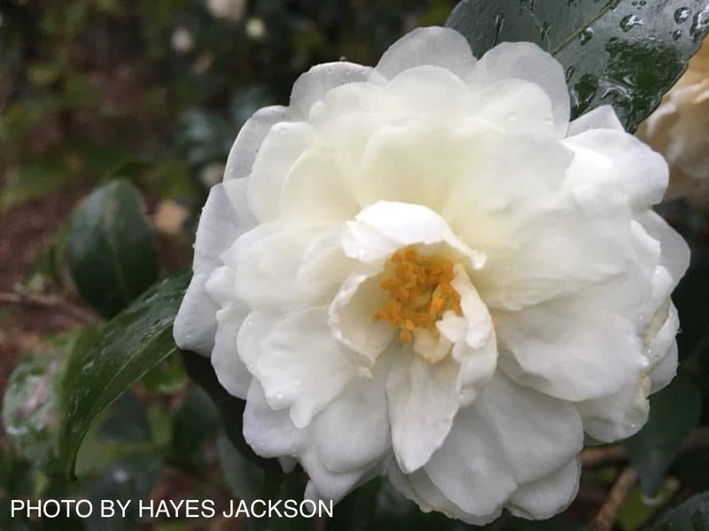 Camellia japonica 'Mine no yuki' White Flowering Camellia
