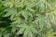 - FOR PICK UP ONLY | Acer palmatum 'Butterfly' Japanese Maple | DOES NOT SHIP - Mr Maple │ Buy Japanese Maple Trees