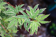 - FOR PICK UP ONLY | Acer palmatum 'Butterfly' Japanese Maple | DOES NOT SHIP - Mr Maple │ Buy Japanese Maple Trees