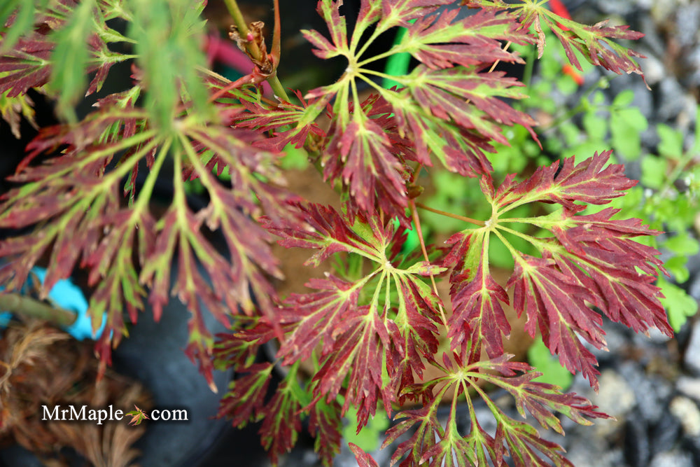 Acer japonicum 'Abby’s Weeping' Dwarf Full Moon Japanese Maple