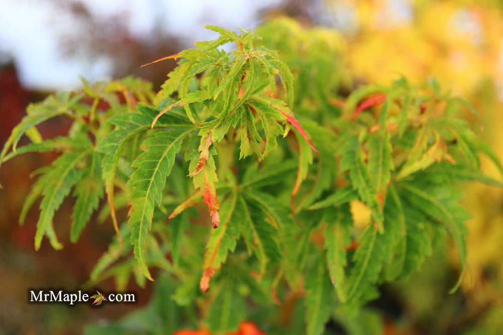 Acer palmatum 'Kennedale Sunrise' Japanese Maple