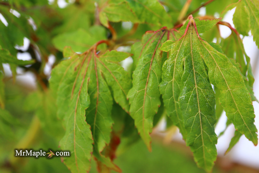 Acer oliverianum ‘Hot Chicken’ Japanese Maple