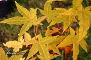 - Acer oliverianum 'Hot Rod' Japanese Maple - Mr Maple │ Buy Japanese Maple Trees