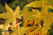 - Acer oliverianum 'Hot Rod' Japanese Maple - Mr Maple │ Buy Japanese Maple Trees