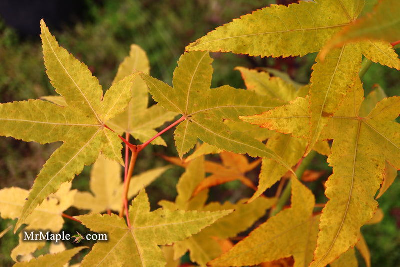- Acer oliverianum 'Hot Rod' Japanese Maple - Mr Maple │ Buy Japanese Maple Trees
