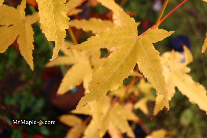 - Acer oliverianum 'Hot Rod' Japanese Maple - Mr Maple │ Buy Japanese Maple Trees