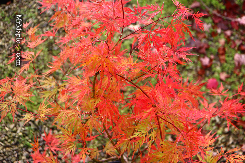 Acer palmatum 'Brocade' Japanese Maple