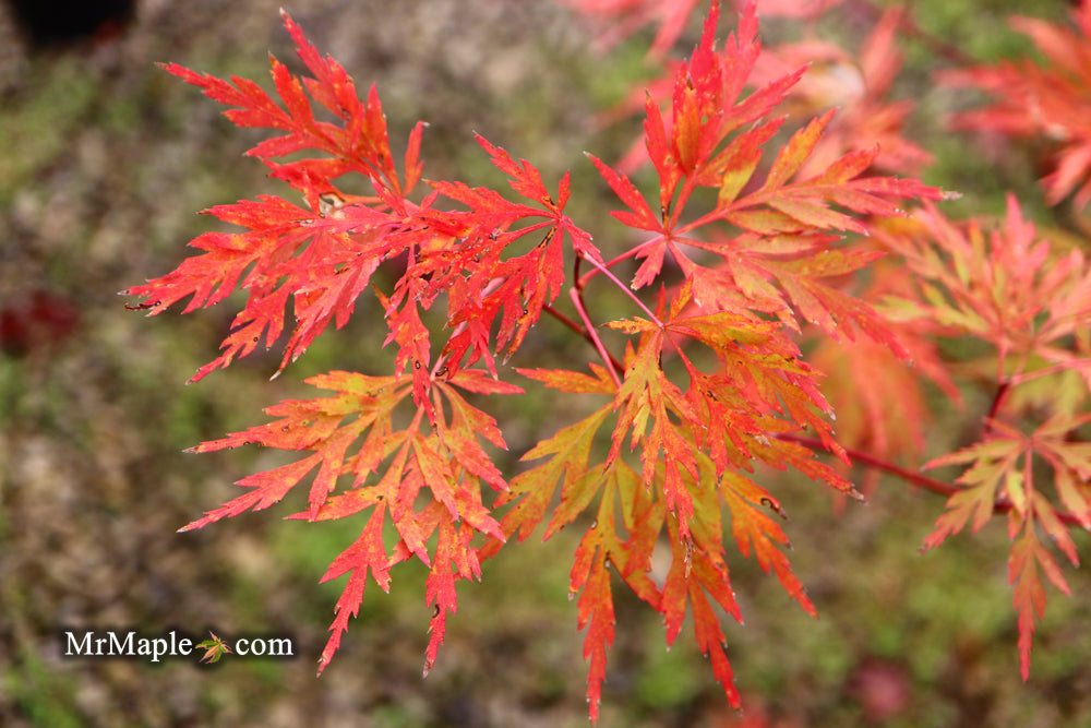 Acer palmatum 'Brocade' Japanese Maple