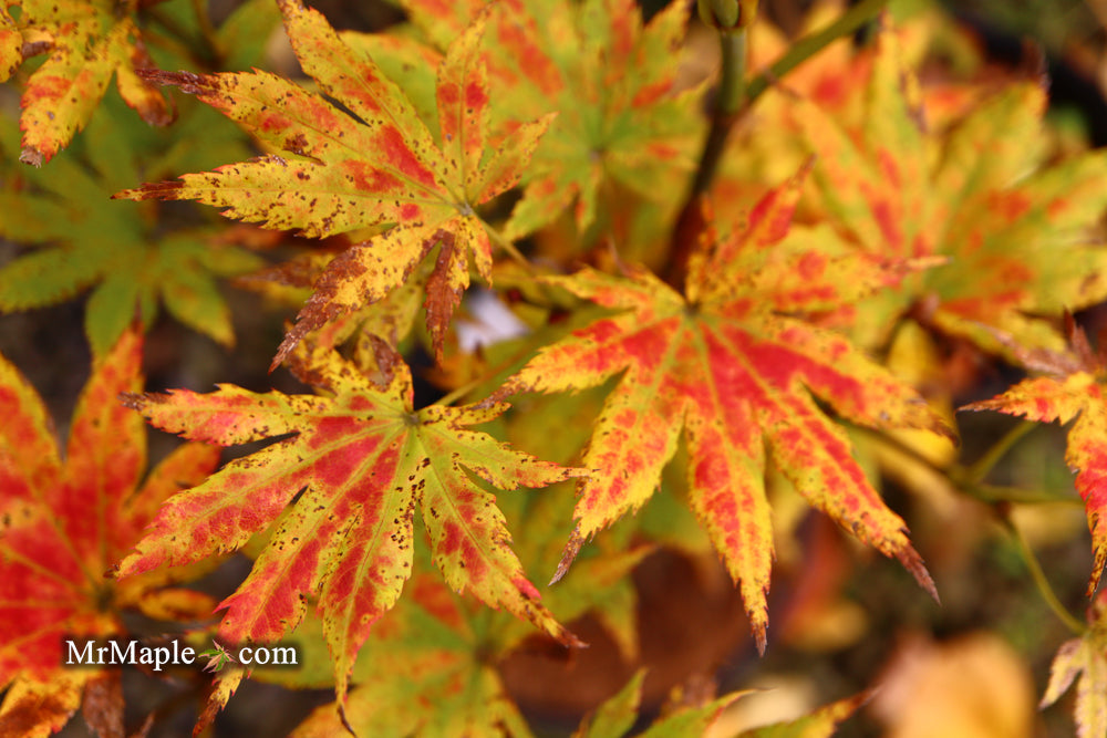 FOR PICKUP ONLY | Acer shirasawanum 'Autumn Moon' Full Moon Japanese Maple | DOES NOT SHIP