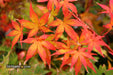 - FOR PICKUP ONLY | Acer palmatum 'Ukigumo' Floating Clouds Japanese Maple | DOES NOT SHIP - Mr Maple │ Buy Japanese Maple Trees