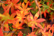 - FOR PICKUP ONLY | Acer palmatum 'Ukigumo' Floating Clouds Japanese Maple | DOES NOT SHIP - Mr Maple │ Buy Japanese Maple Trees