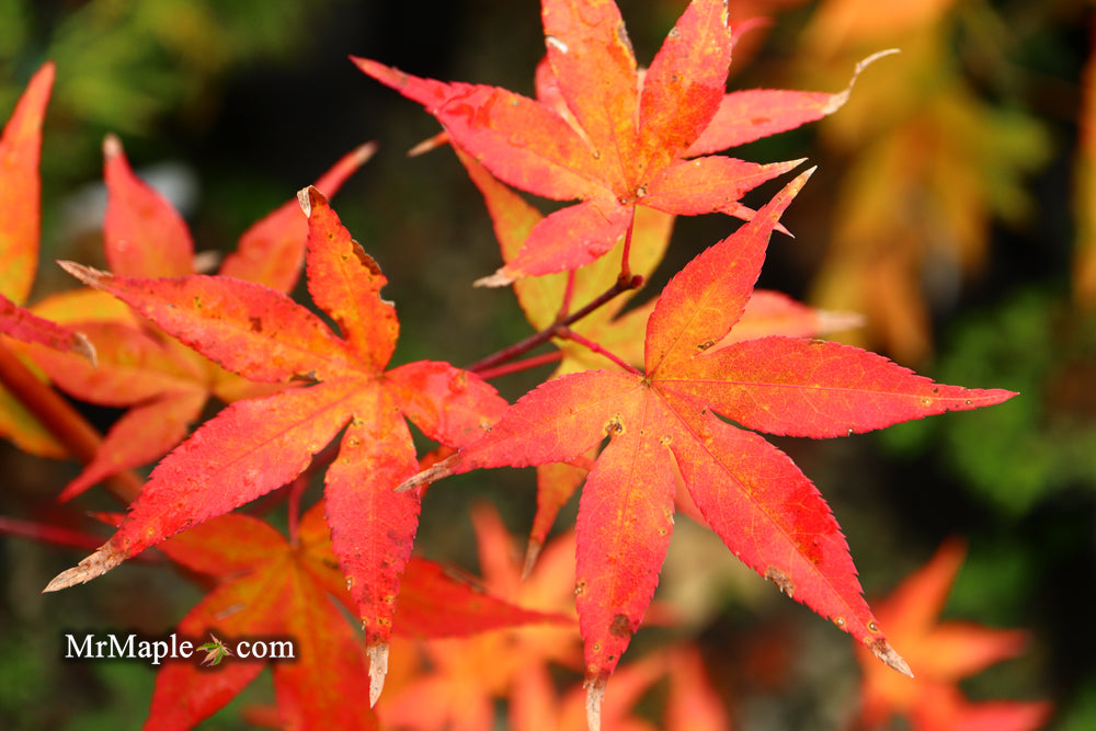 FOR PICKUP ONLY | Acer palmatum 'Ukigumo' Floating Clouds Japanese Maple | DOES NOT SHIP