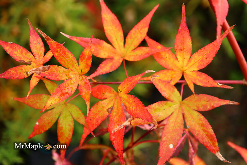 - Acer palmatum 'Ukigumo' Floating Clouds Japanese Maple - Mr Maple │ Buy Japanese Maple Trees