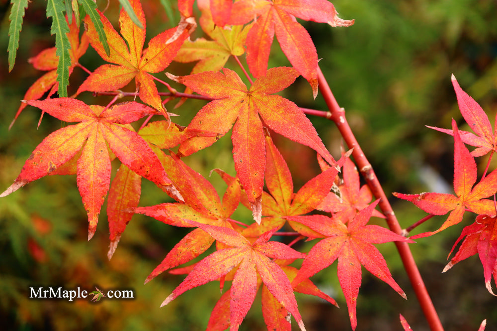 FOR PICKUP ONLY | Acer palmatum 'Ukigumo' Floating Clouds Japanese Maple | DOES NOT SHIP