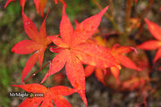 - Acer palmatum 'Ukigumo' Floating Clouds Japanese Maple - Mr Maple │ Buy Japanese Maple Trees