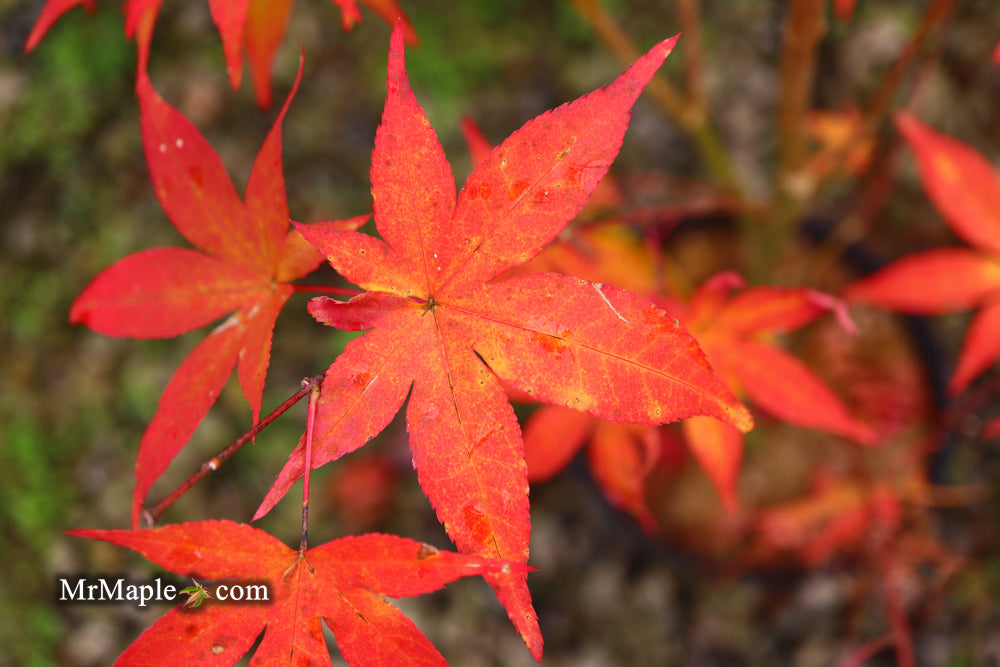 FOR PICKUP ONLY | Acer palmatum 'Ukigumo' Floating Clouds Japanese Maple | DOES NOT SHIP