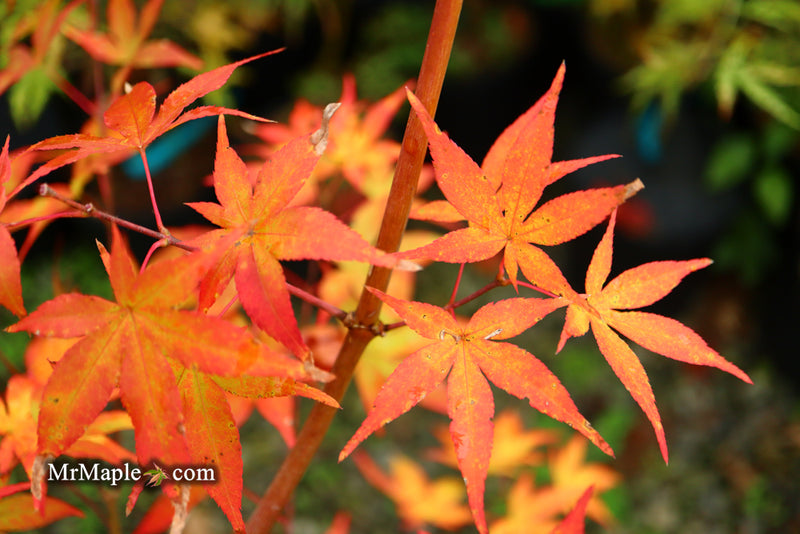 - Acer palmatum 'Ukigumo' Floating Clouds Japanese Maple - Mr Maple │ Buy Japanese Maple Trees