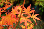- FOR PICKUP ONLY | Acer palmatum 'Ukigumo' Floating Clouds Japanese Maple | DOES NOT SHIP - Mr Maple │ Buy Japanese Maple Trees