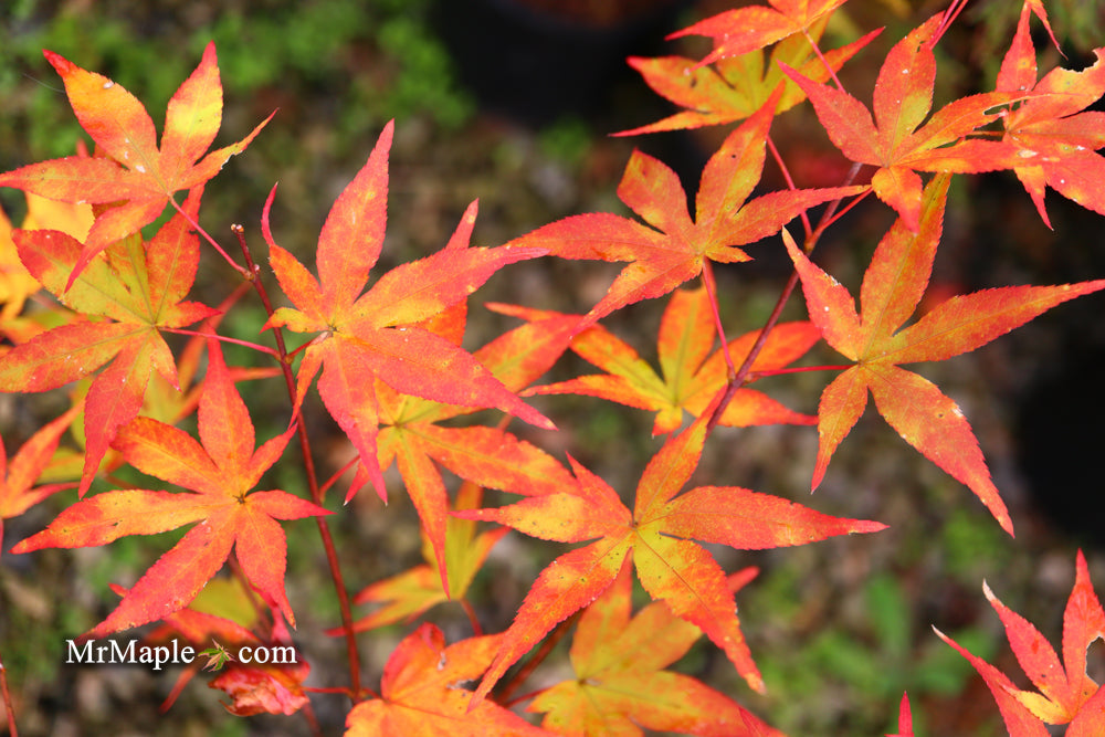 FOR PICKUP ONLY | Acer palmatum 'Ukigumo' Floating Clouds Japanese Maple | DOES NOT SHIP