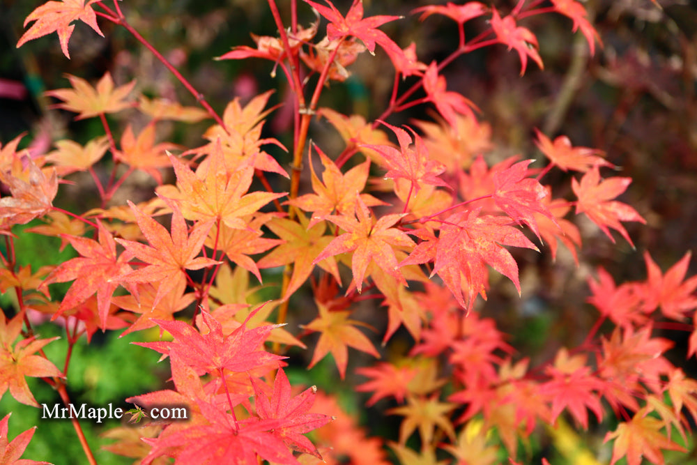 Acer palmatum 'Tiny Stars' Japanese Maple