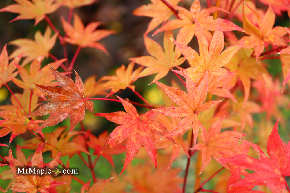 Acer palmatum 'Tiny Stars' Japanese Maple