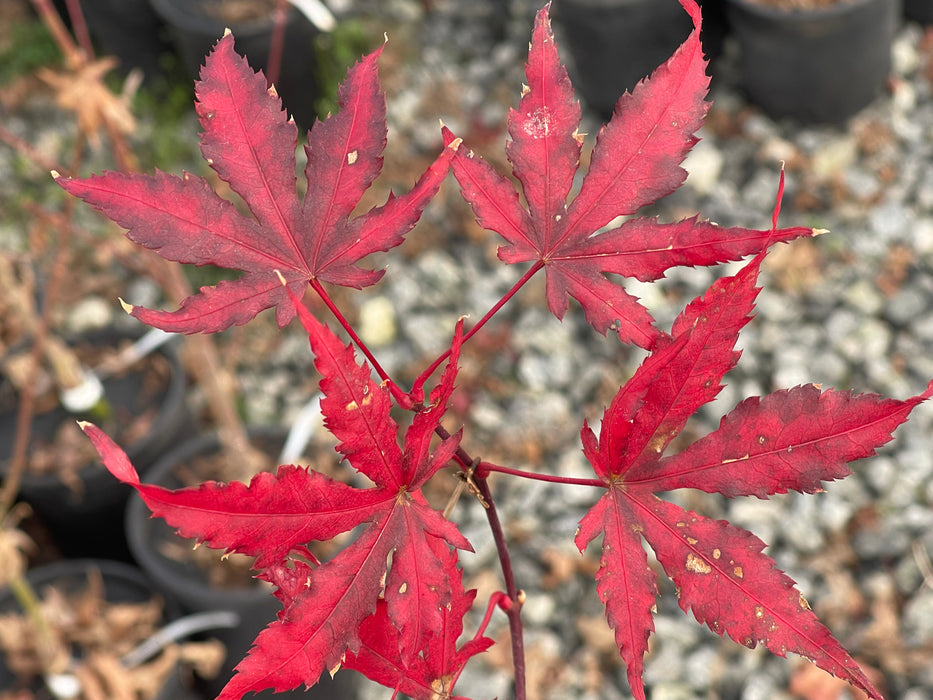 Acer pseudosieboldianum x palmatum hybrid 'Ice Monster' Japanese Maple