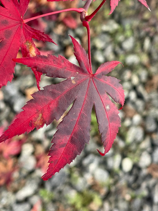 Acer pseudosieboldianum x palmatum hybrid 'Ice Monster' Japanese Maple