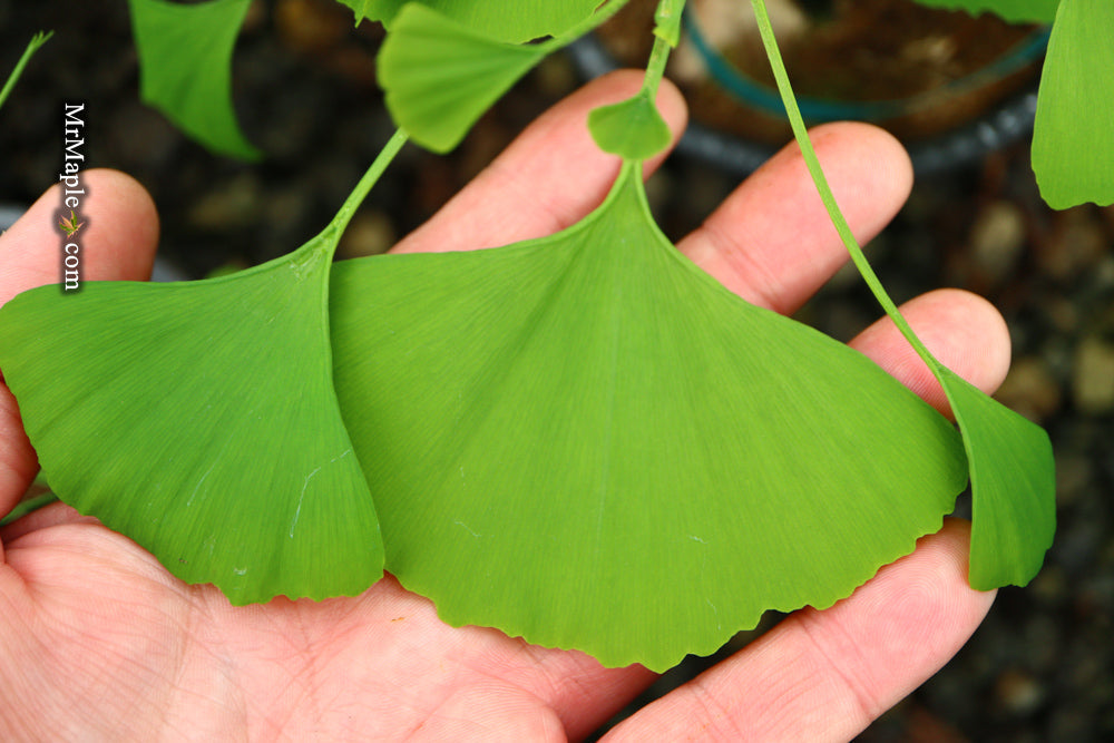 FOR PICK UP ONLY | Ginkgo biloba 'Weeping Wonder' Weeping Ginkgo Tree | DOES NOT SHIP