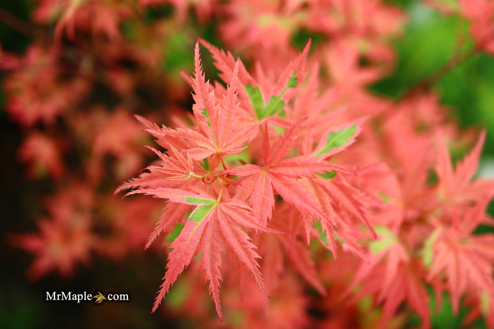 Acer palmatum 'Mama Fu' Pink Japanese Maple
