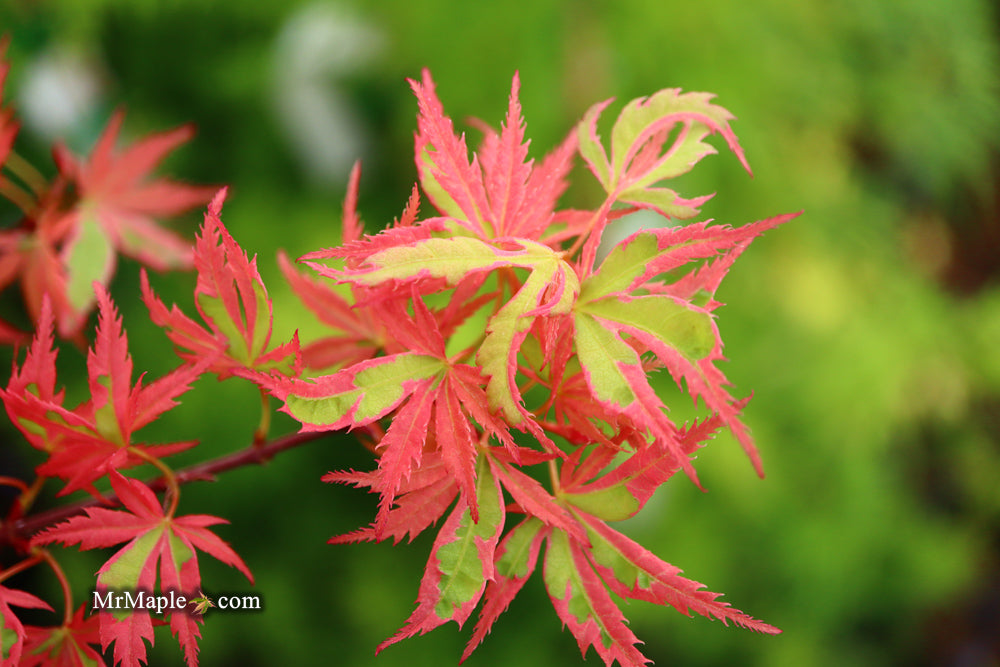 Acer palmatum 'Mama Fu' Pink Japanese Maple