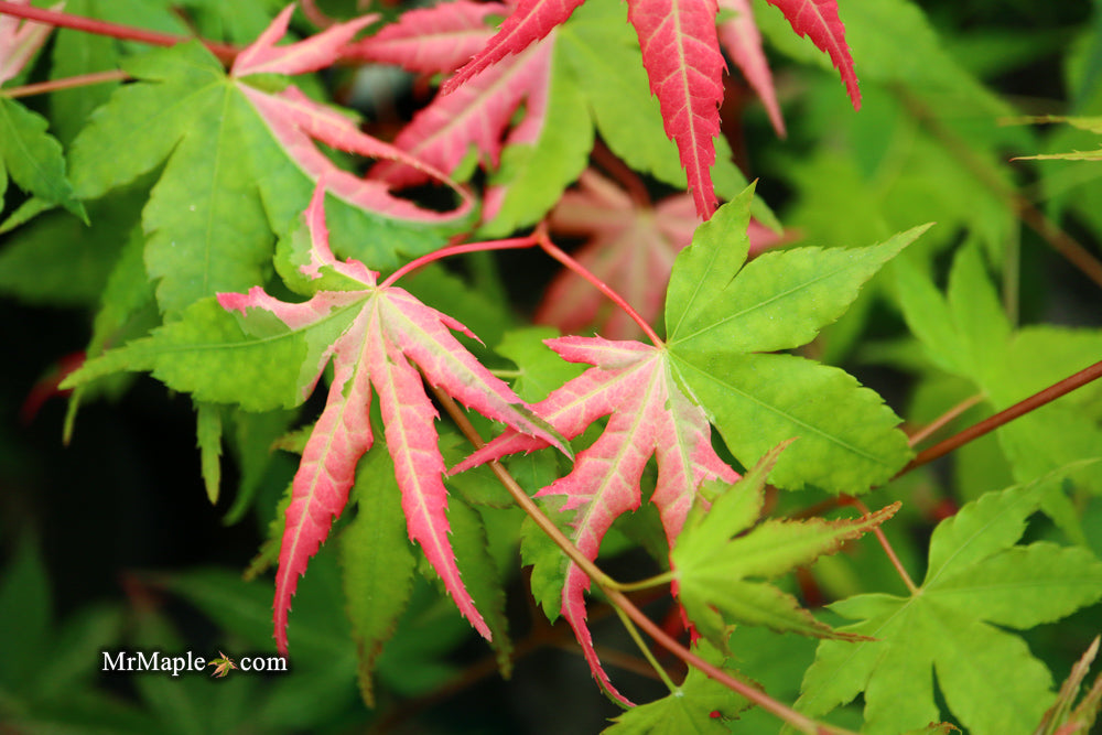 FOR PICKUP ONLY | Acer palmatum 'Kotobuki' Rare Pink Variegated Japanese Maple | DOES NOT SHIP