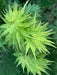 - FOR PICKUP ONLY | Acer palmatum 'Tattoo' Dwarf Japanese Maple | DOES NOT SHIP - Mr Maple │ Buy Japanese Maple Trees