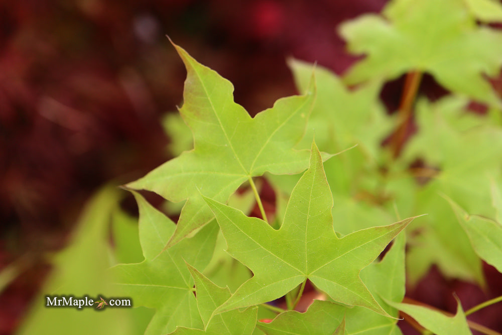 FOR PICK UP ONLY | Acer truncatum 'Fire Dragon' Shantung Maple | DOES NOT SHIP