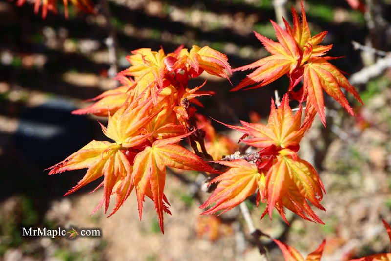 - FOR PICKUP ONLY | Acer palmatum 'Japanese Princess' Dwarf Japanese Maple | DOES NOT SHIP - Mr Maple │ Buy Japanese Maple Trees