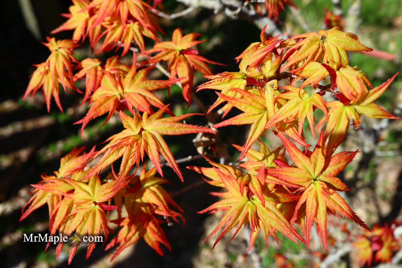 - FOR PICKUP ONLY | Acer palmatum 'Japanese Princess' Dwarf Japanese Maple | DOES NOT SHIP - Mr Maple │ Buy Japanese Maple Trees