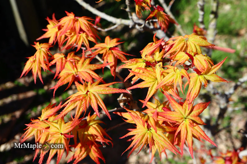 - FOR PICKUP ONLY | Acer palmatum 'Japanese Princess' Dwarf Japanese Maple | DOES NOT SHIP - Mr Maple │ Buy Japanese Maple Trees