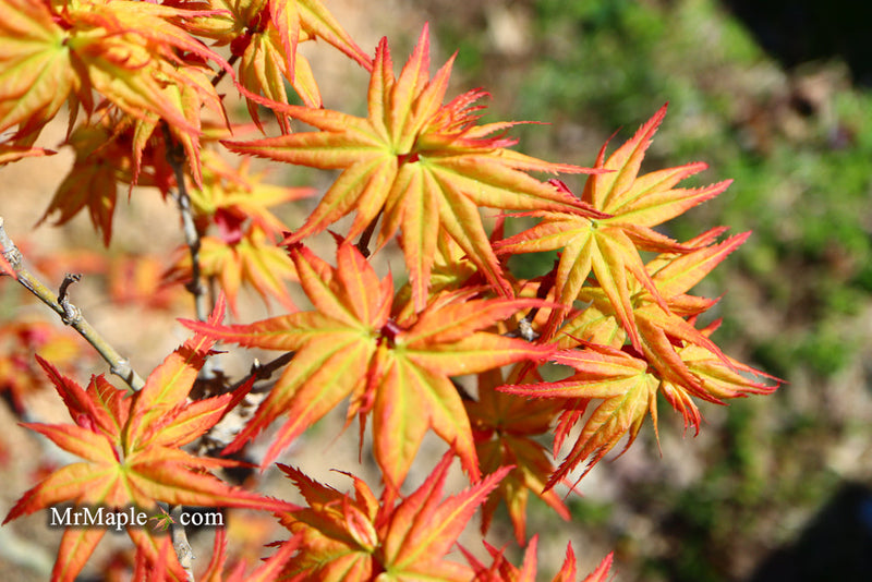 - FOR PICKUP ONLY | Acer palmatum 'Japanese Princess' Dwarf Japanese Maple | DOES NOT SHIP - Mr Maple │ Buy Japanese Maple Trees